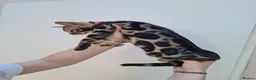Bengal cats for sale: ❤️ Gorgeous Pure Bengal Babies! ❤️ - Advert 2