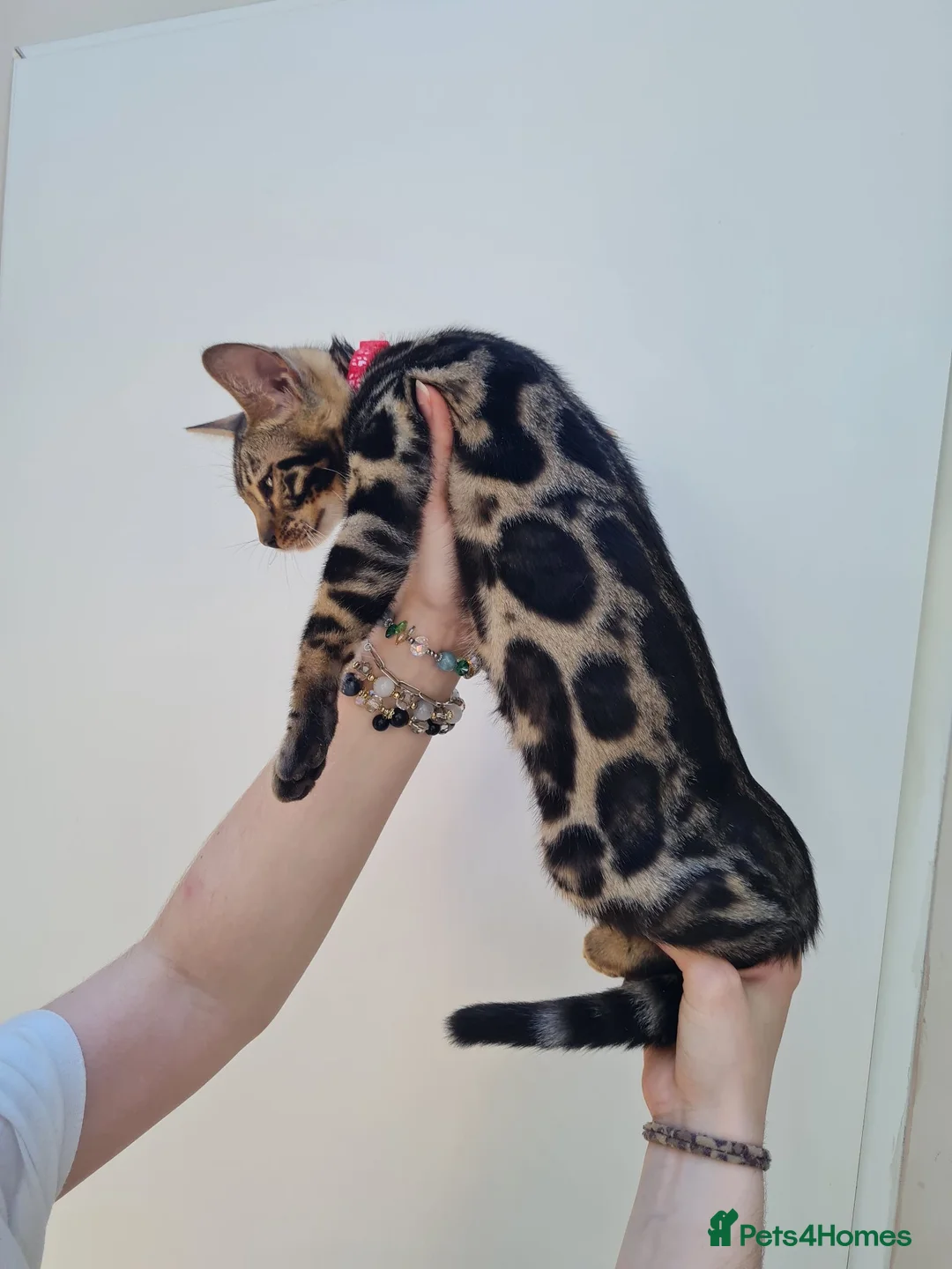 Bengal cats for sale: ❤️ Gorgeous Pure Bengal Babies! ❤️ - Advert 2