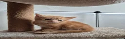 Domestic Shorthair cats for sale: Kittens for sale  in Wirral - Advert 3