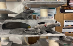 British Shorthair cats for sale: Pedigree Blue British Shorthair 💙💙💙💗💗💗💗 - Image 32