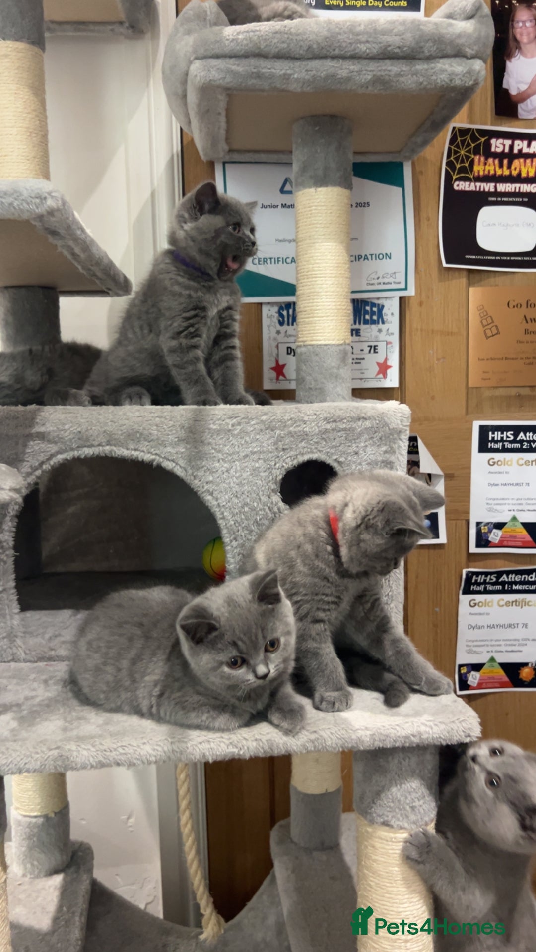 British Shorthair cats for sale: Pedigree Blue British Shorthair 💙💙💙💗💗💗💗 - Image 32