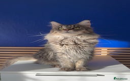 Maine Coon cats for sale: 🐾 Beautiful Maine Coon x Norwegian Forest Kittens - Image 10
