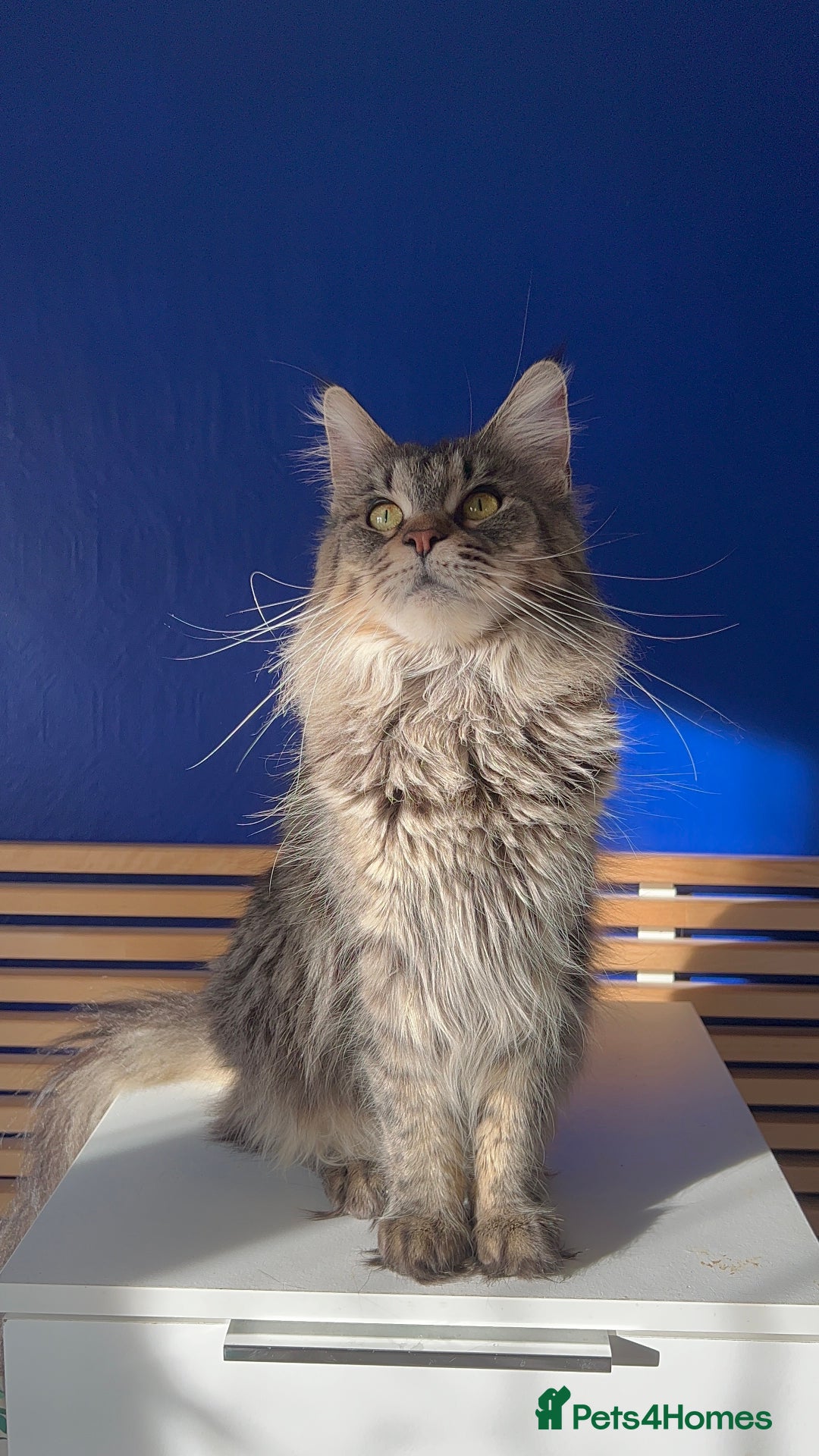 Maine Coon cats for sale: 🐾 Beautiful Maine Coon x Norwegian Forest Kittens - Image 10