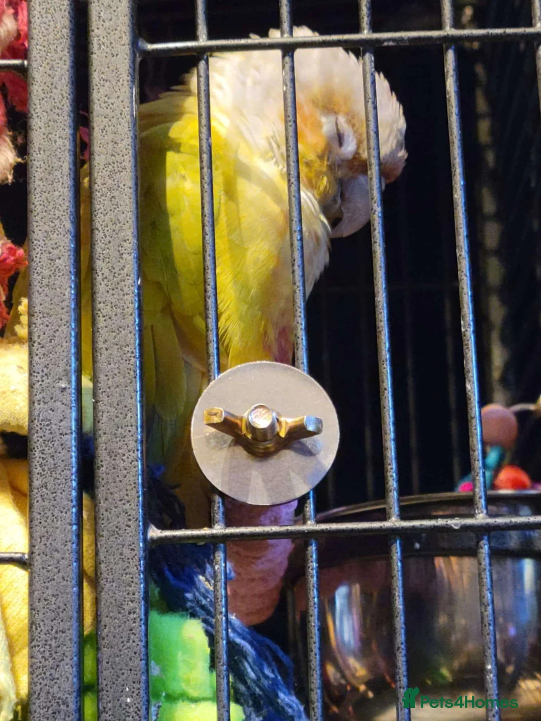 Conures birds for sale: Rehoming Max - Advert 2