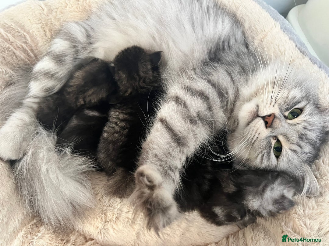 Siberian cats for sale: 🩶🩵Traditional Siberian Babies🩵🩶 - Advert 5