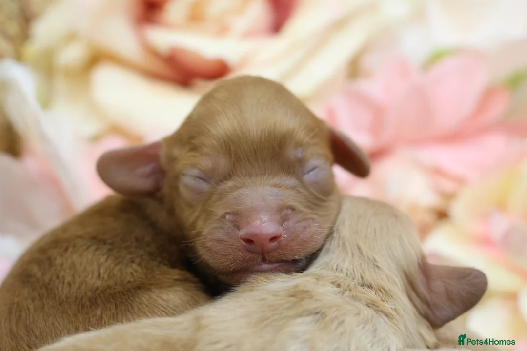 Cavapoo dogs for sale: Health Tested Cavapoo Puppies - Advert 9