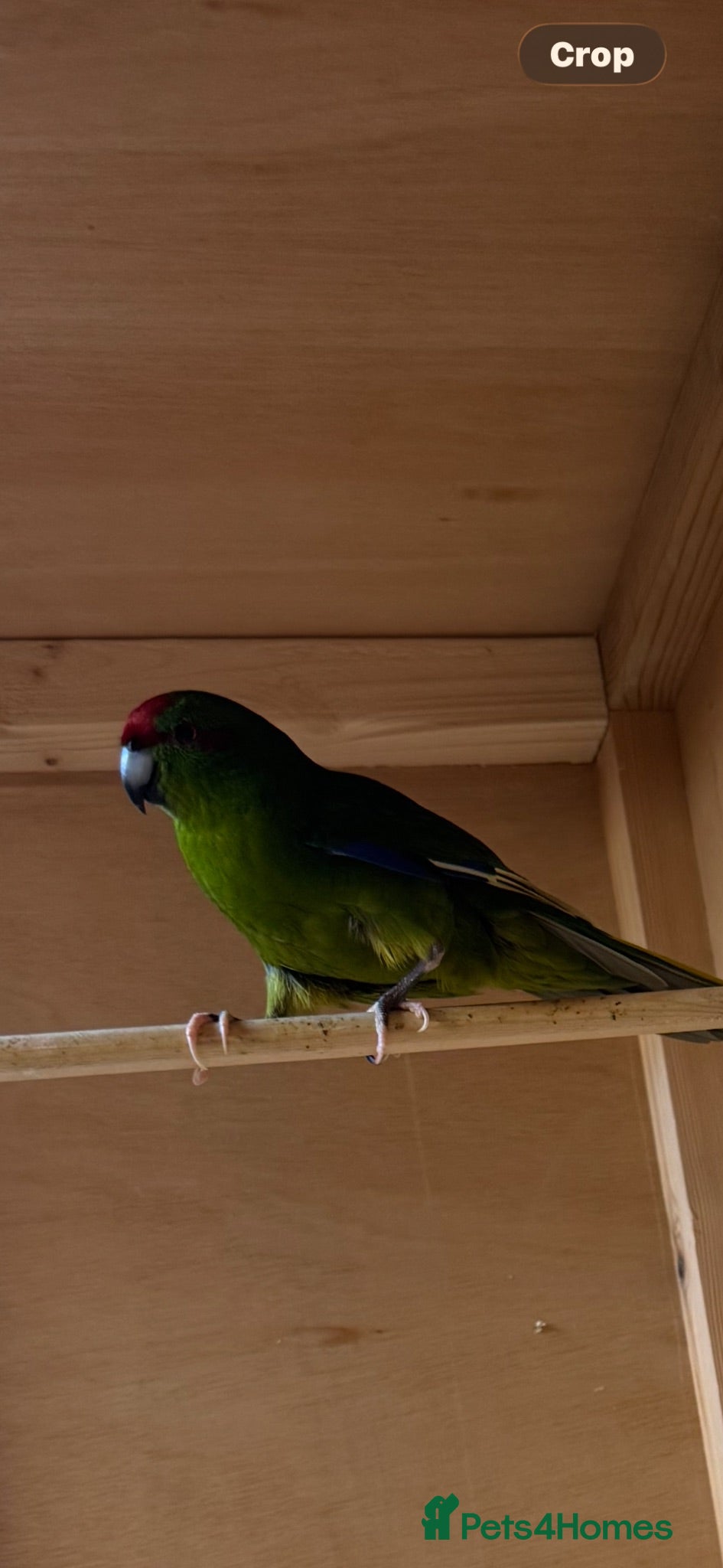 Parakeets birds Kakarikis for sale - Advert 2