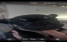 Mixed Breed dogs for sale: Beautiful freelance bulldogs  - Advert 18