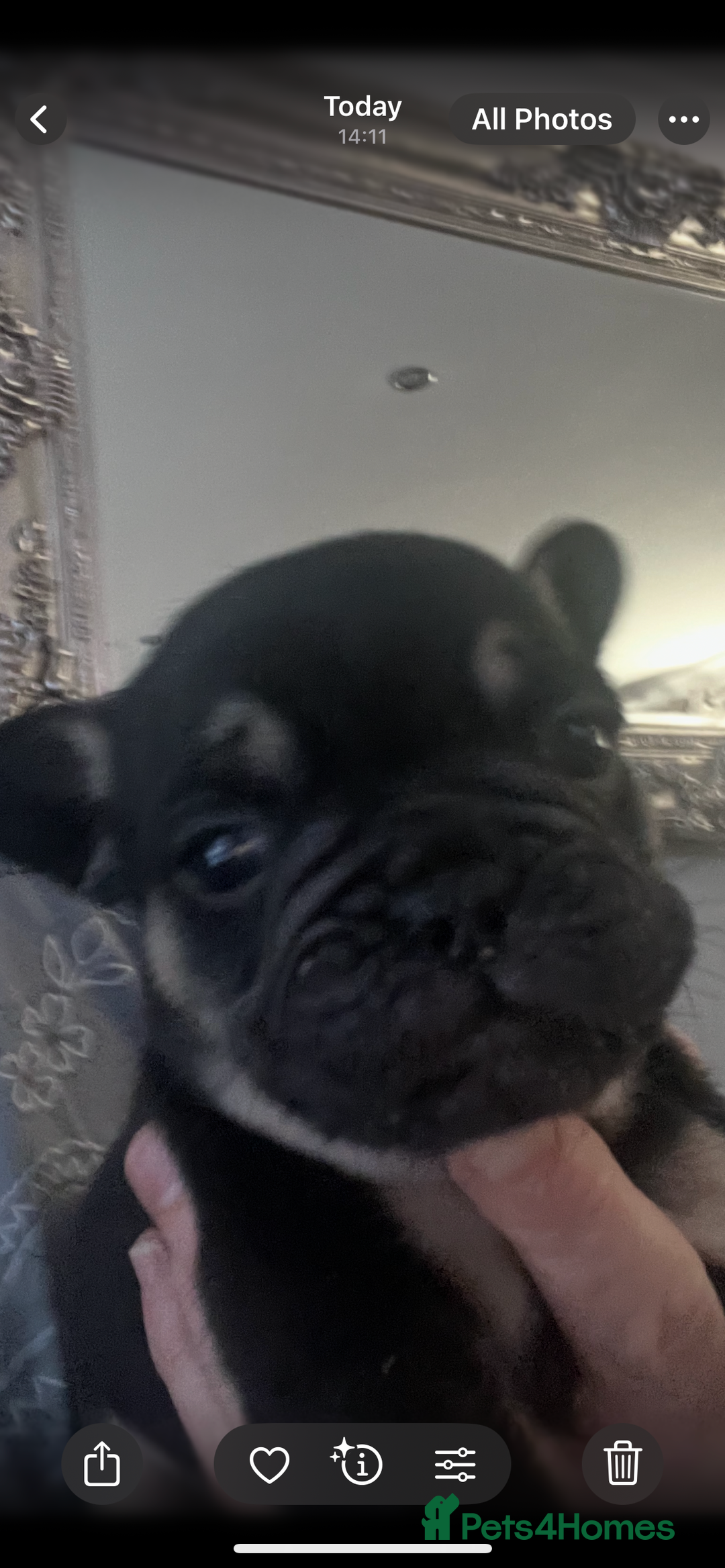 Mixed Breed dogs for sale: Beautiful freelance bulldogs  - Advert 18