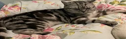 British Shorthair cats for sale: BSH boy and girl, spayed - Advert 7
