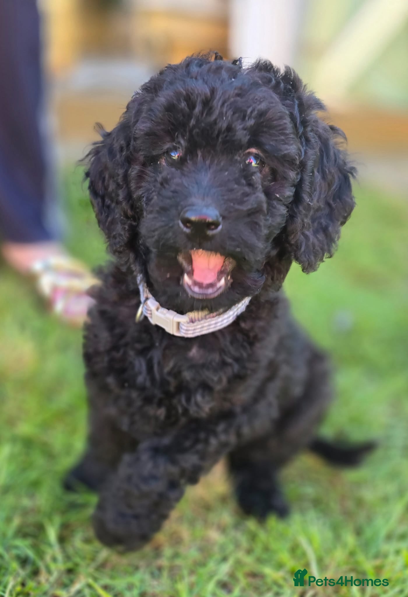 Labradoodle dogs Last puppy left ready now  9 weeks old - Advert 3