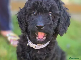 Labradoodle dogs Last puppy left ready now 9 weeks old - Advert 3