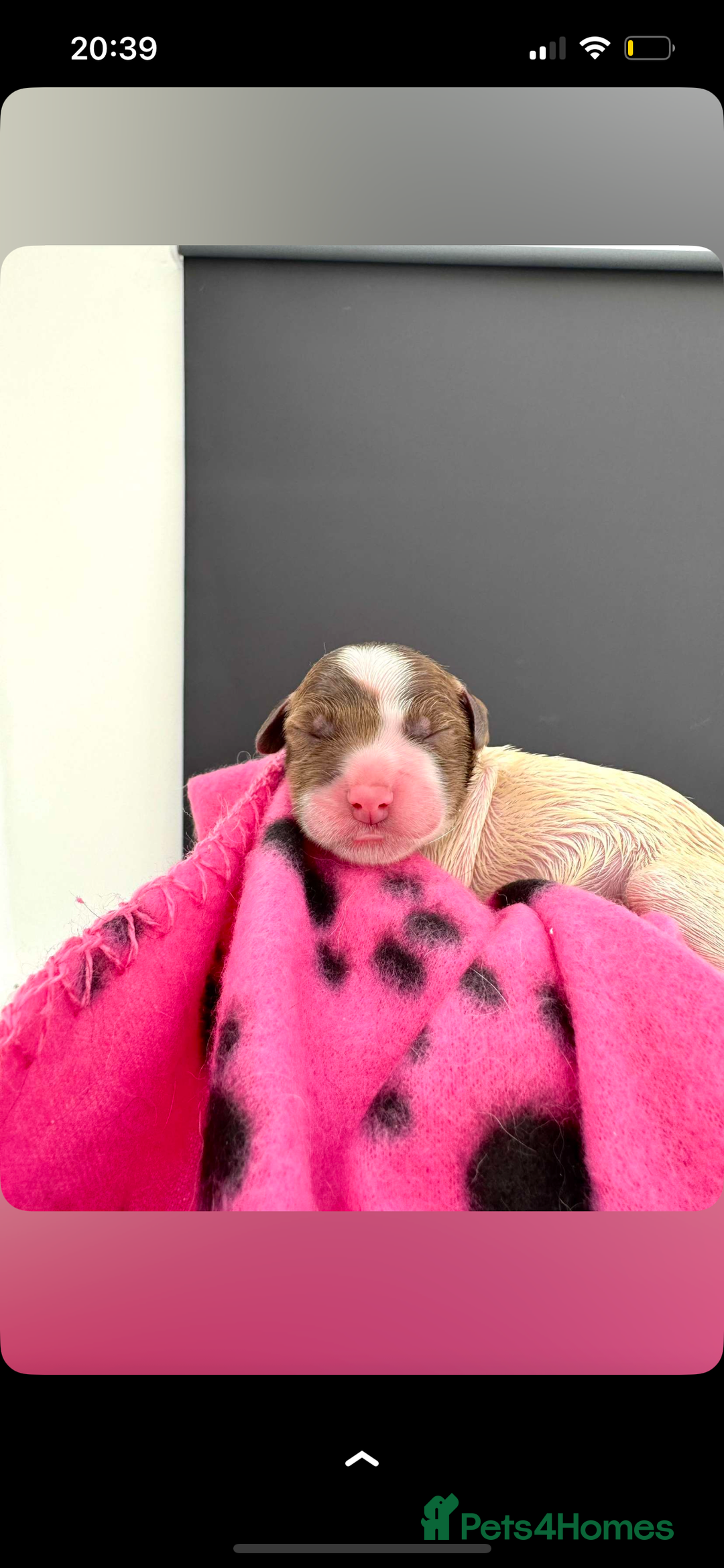 English Springer Spaniel dogs for sale: Springer spaniel puppies - Image 6