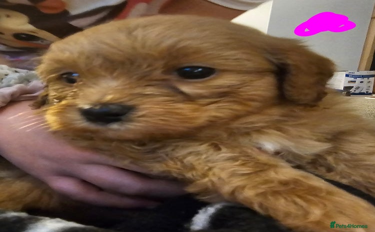 Mixed Breed dogs - Advert 15