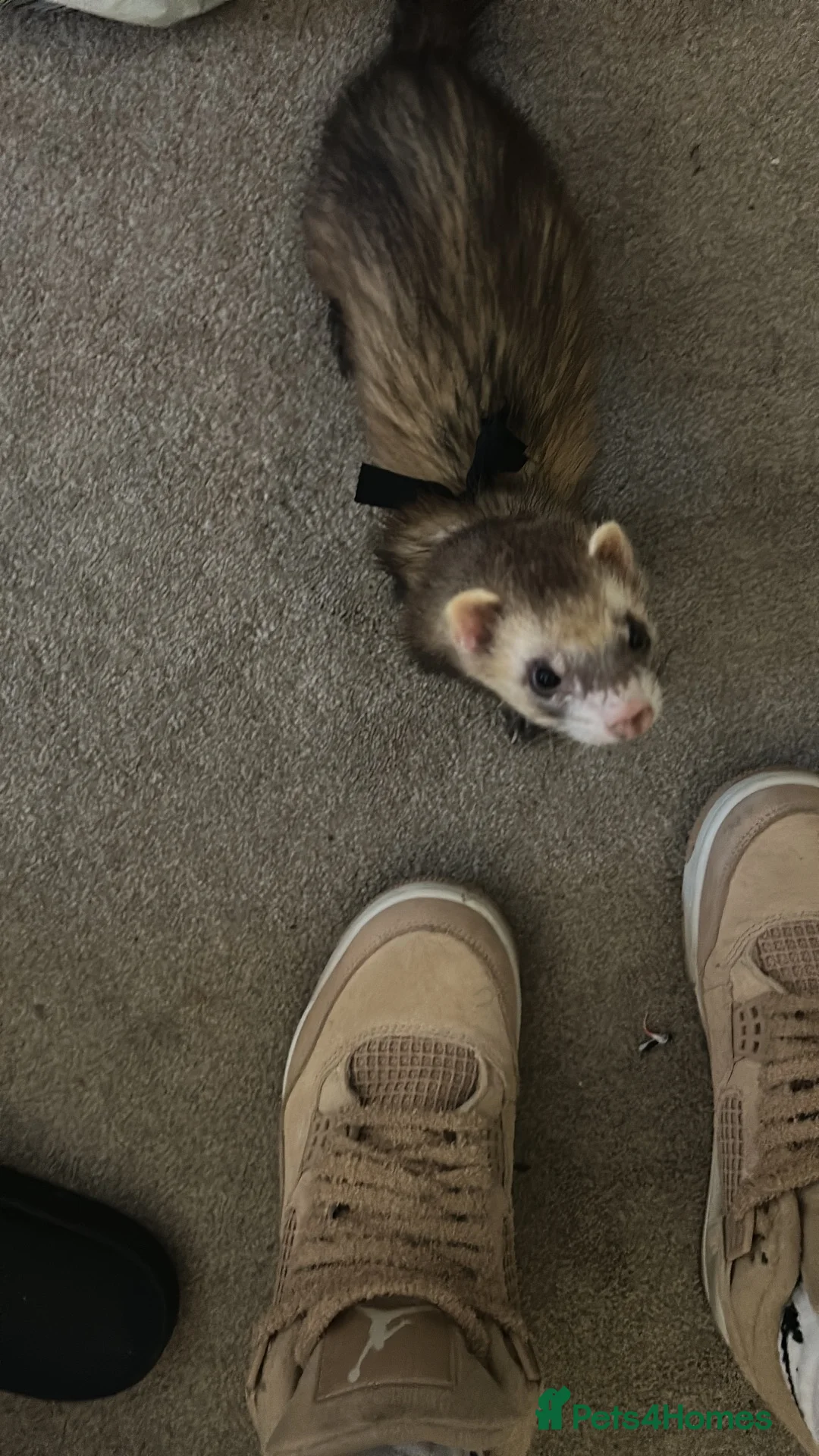 Ferret rodents for sale: Ricky and Enrique in Bournemouth - Advert 4