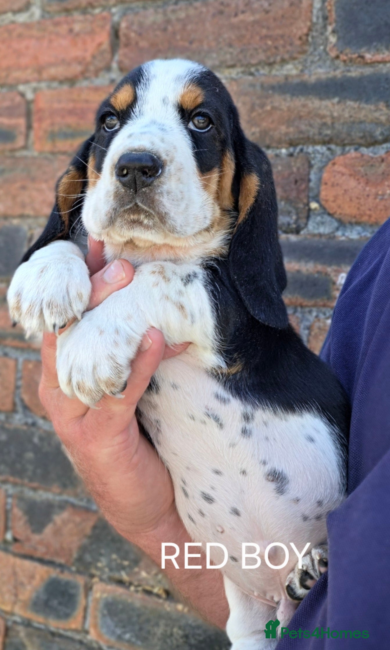 Basset Hound dogs KC BASSET HOUND PUPPIES FROM HEALTH TESTED PARENTS - Advert 2