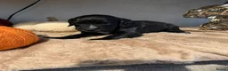 Cocker Spaniel dogs for sale: 8 STUNNING WORKING COCKER PUPS 🐶🐾 - Advert 12