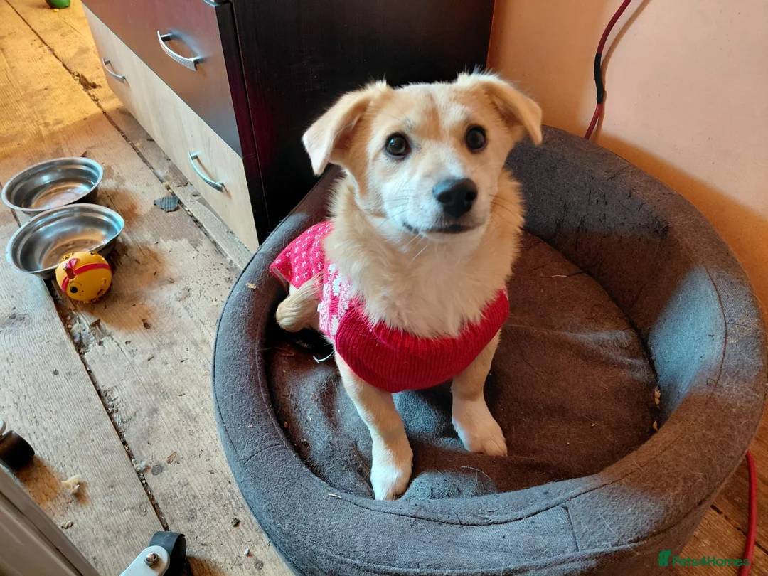 Mixed Breed dogs for adoption: 🌸Little HARA🌸- gentle, grateful and full of love - Advert 3