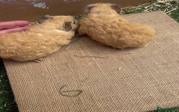Guinea Pig rodents for sale: 2 Cali x Swiss boars  - Image 2