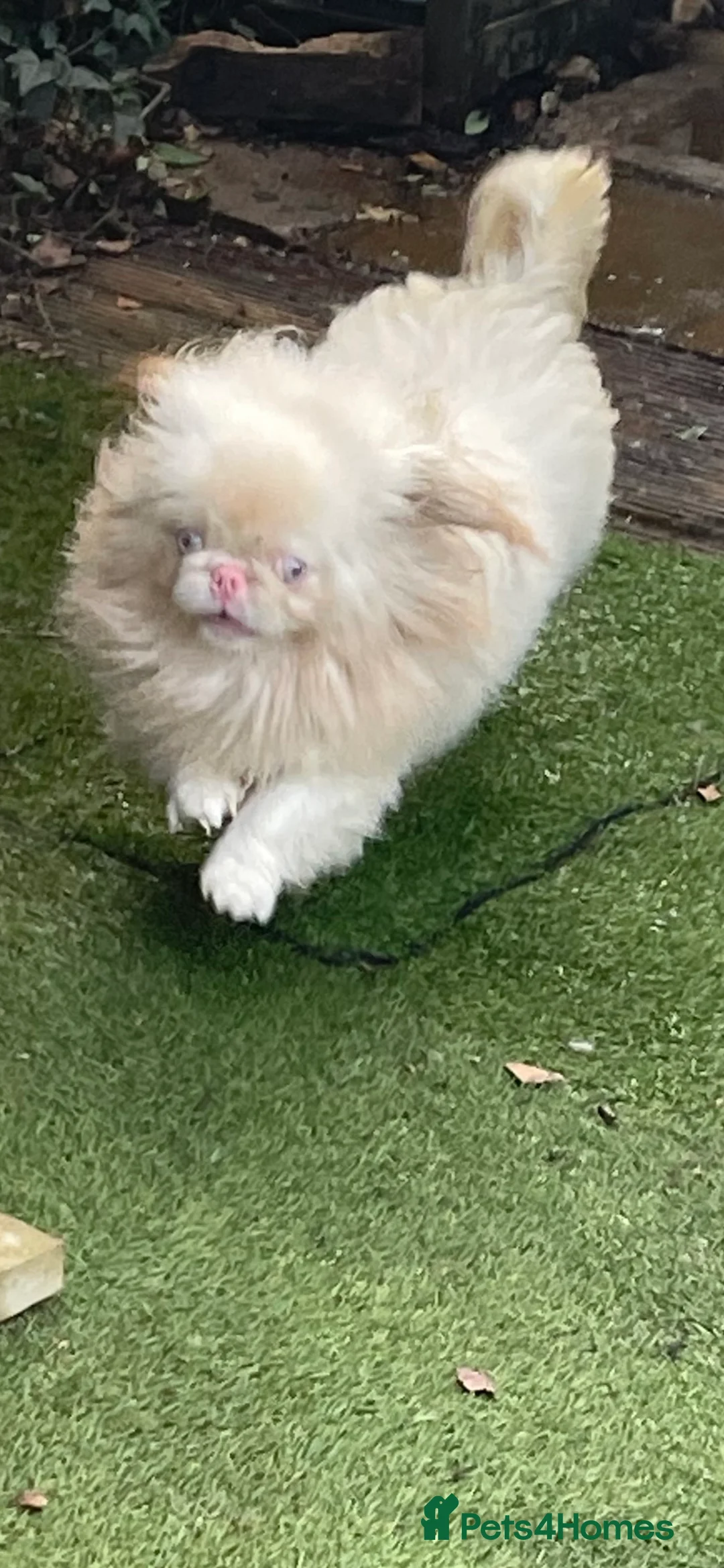 Pekingese dogs for stud: PROVEN RARE ! Pink Pekingese for Proven Stud in Rugby - Advert 6