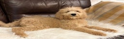 Bernedoodle dogs for sale: Ready Now Bernedoodle standard fluffy teddy bears - Advert 2