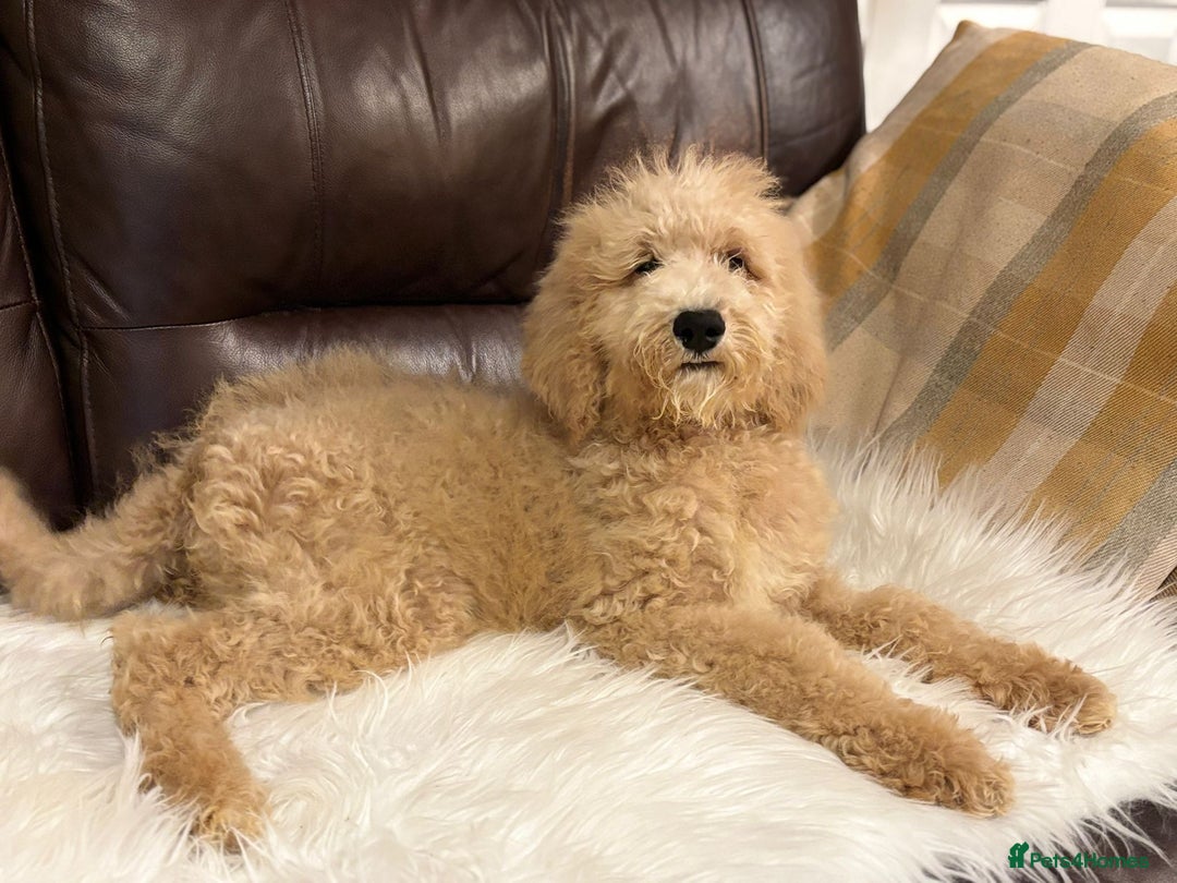 Bernedoodle dogs for sale: Ready Now Bernedoodle standard fluffy teddy bears - Advert 2