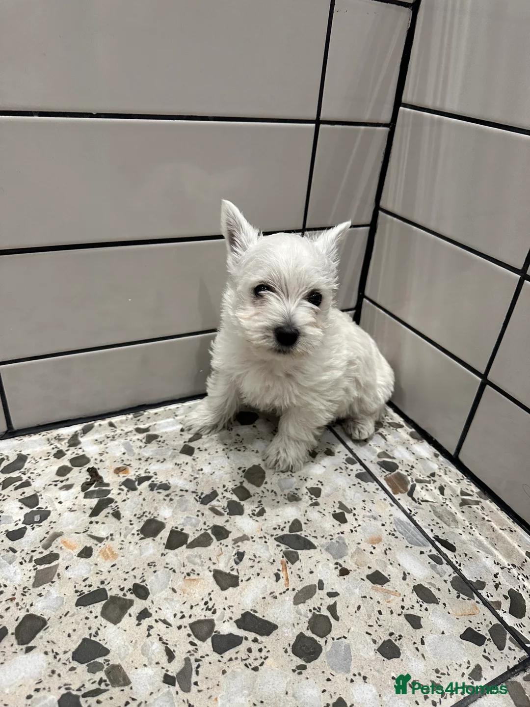 West Highland Terrier dogs for sale: Two Westie babies for sale  - Advert 3