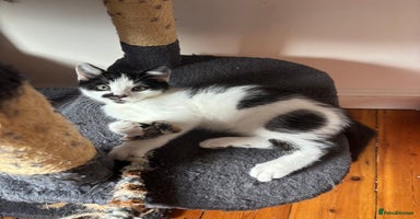Mixed Breed cats - Advert 14