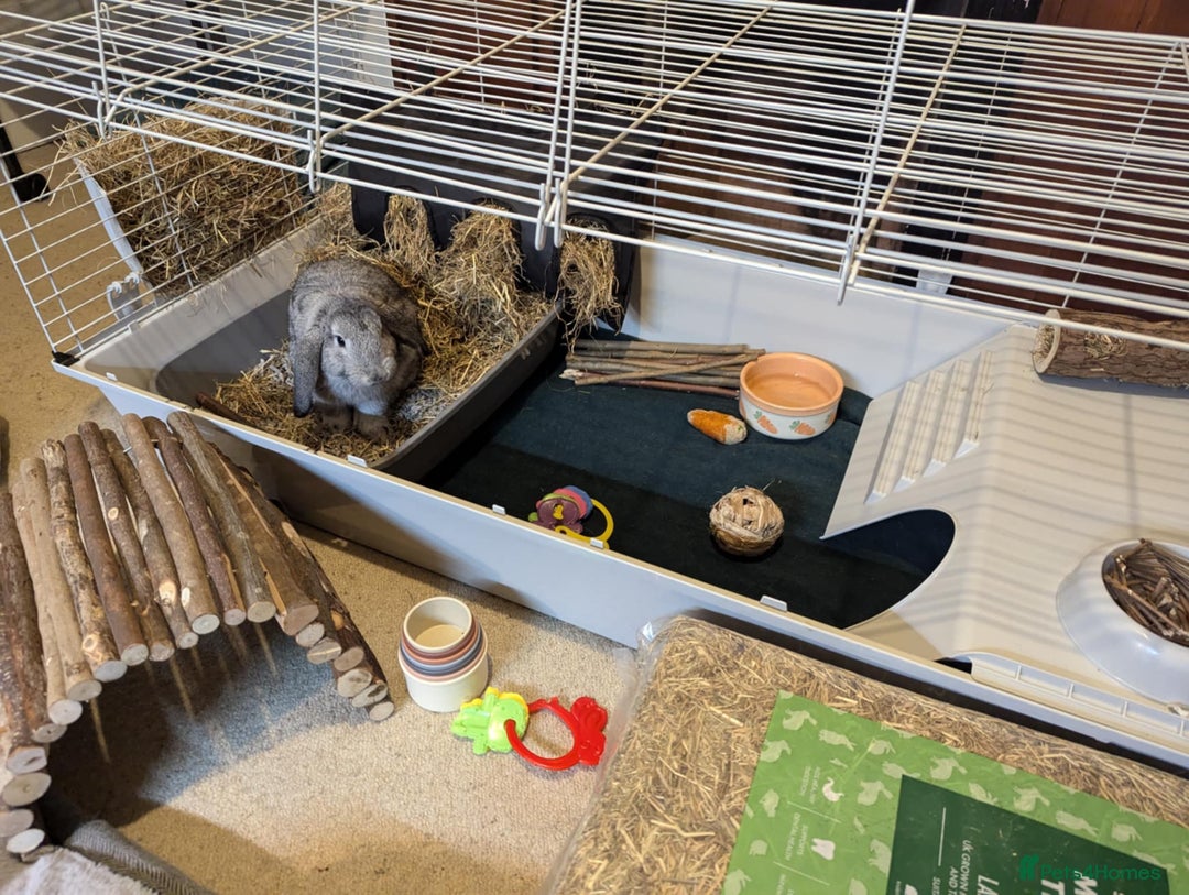 Mini Lop rabbits for sale: Adorable Mini-Lop-Cross - Image 8