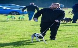 Whippet dogs for stud: Beautiful Whippet Dodger for STUD | Unproven - Image 10