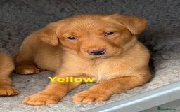 Labrador Retriever dogs for sale: Beautiful KC Fox Red Labs 0/0 hip/elbow mum & dad - Image 5