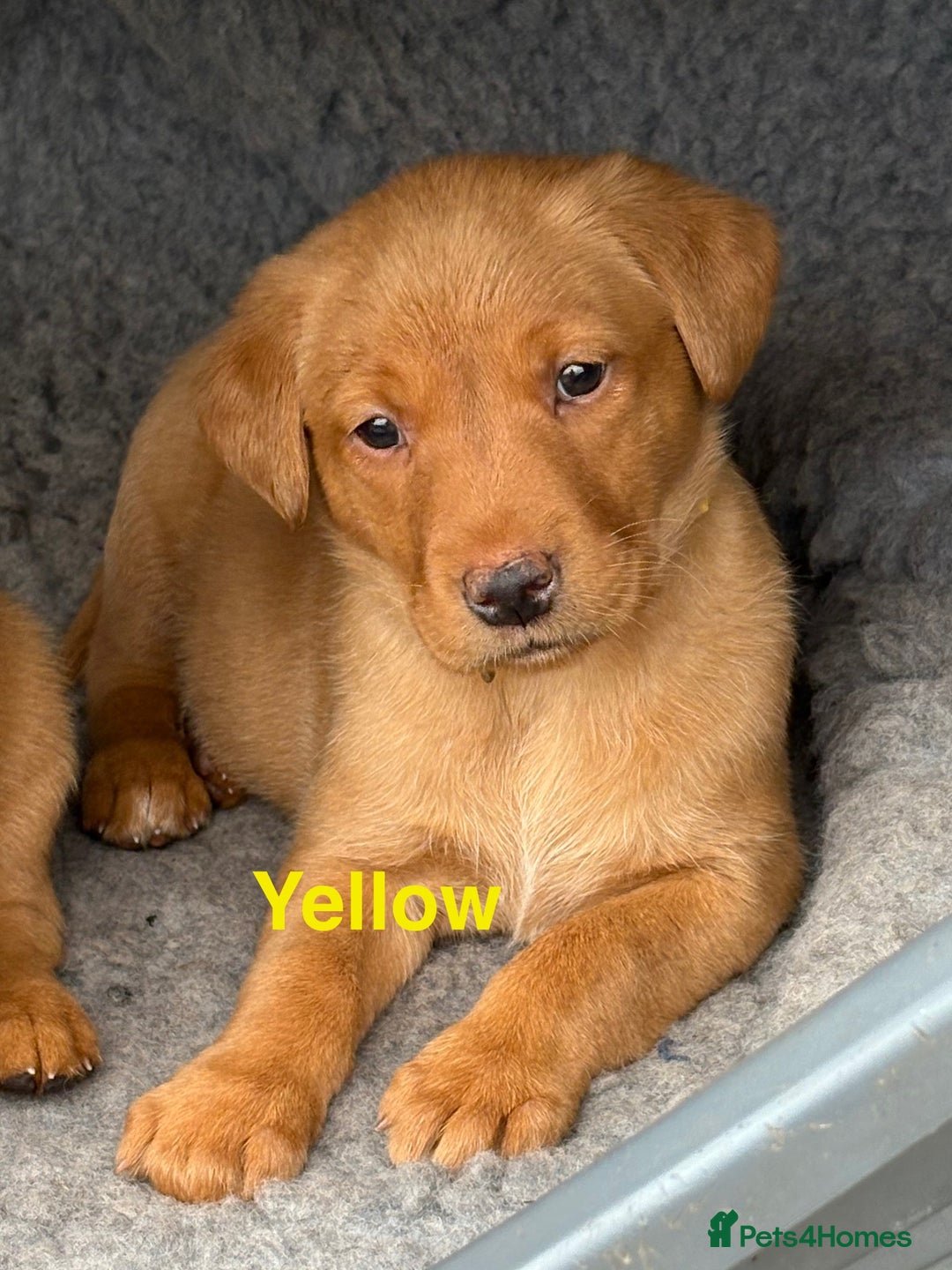 Labrador Retriever dogs for sale: Beautiful KC Fox Red Labs 0/0 hip/elbow mum & dad - Image 5