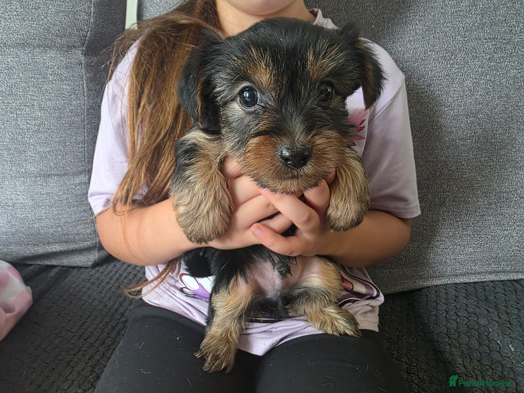 Yorkshire Terrier dogs for sale: Beautiful Yorkshire Terrier Puppies Ready Soon - Image 3