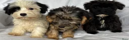 Mixed Breed dogs for sale: Sealyham X Poodle Puppies  - Advert 27
