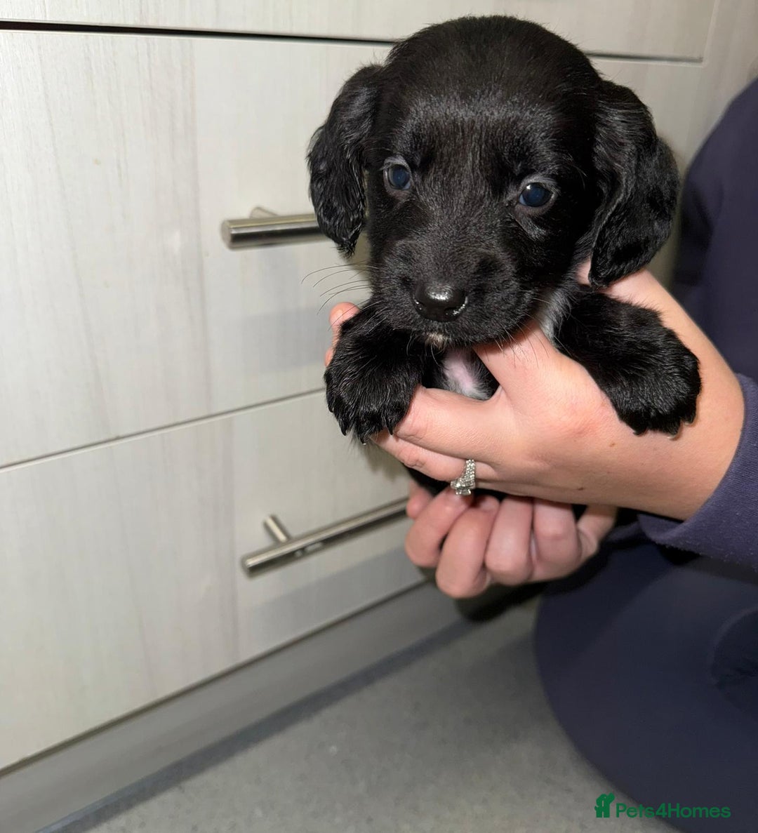 Mixed Breed dogs for sale: Gorgeous Springerjack Puppies  - Advert 4