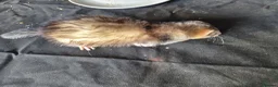 Ferret rodents for sale: Semi Angora Dark Silver Mitted - Advert 9
