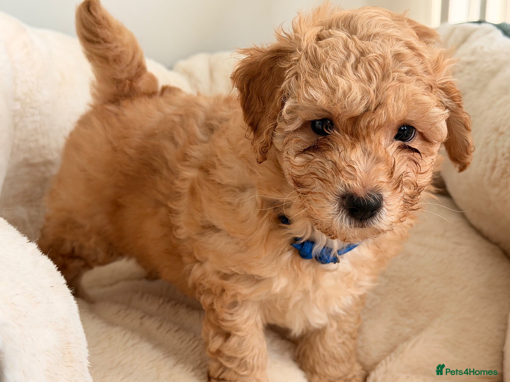 Poochon dogs ✨ Poochon Puppies - ready this week ✨ - Advert 1