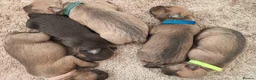 Staffordshire Bull Terrier dogs for sale:  Staffordshire bull terrier Gold unice (stuffy) - Advert 2