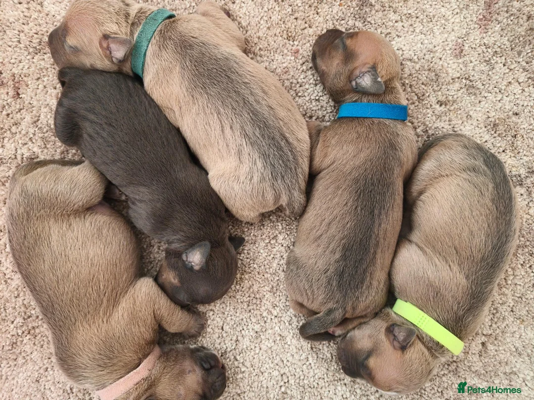 Staffordshire Bull Terrier dogs for sale:  Staffordshire bull terrier Gold unice (stuffy) - Advert 2