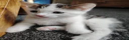 Domestic Shorthair cats for sale: Beautiful Shorthair Kittens Ready for Loving Homes in Bradford - Advert 12