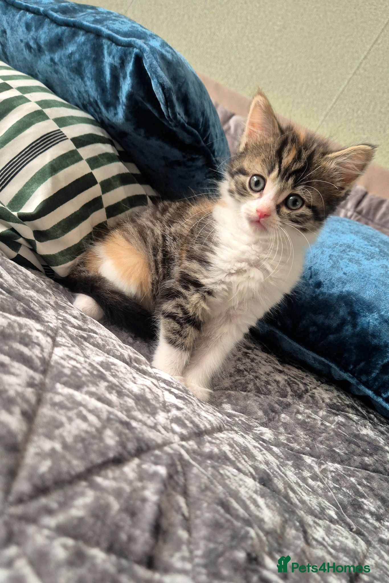 Mixed Breed cats Adorable Kittens for sale - Advert 2