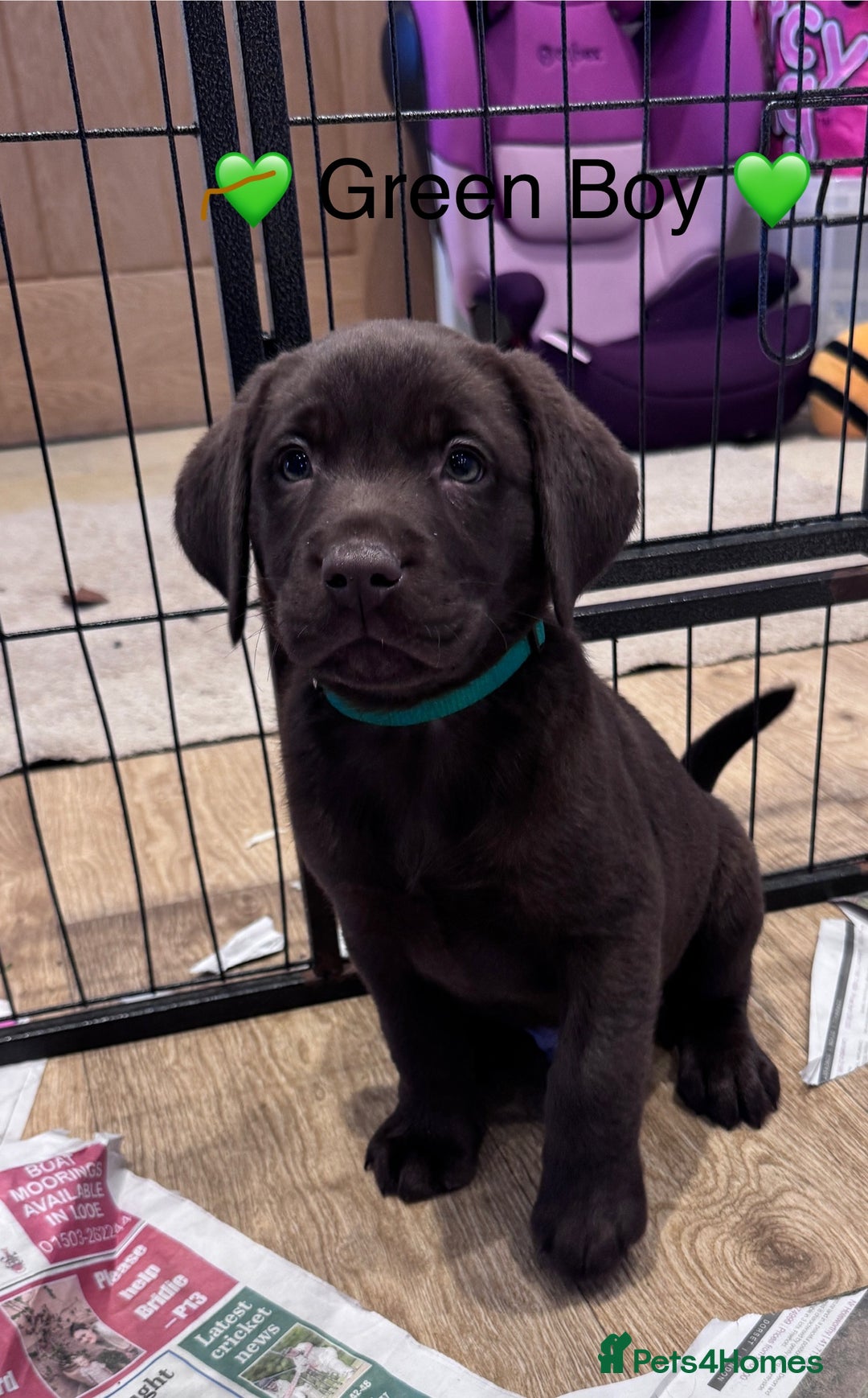 Labrador Retriever dogs for sale: Outstanding Quailty Chocolate Labrador Puppies - Advert 2