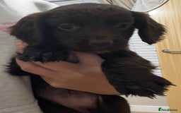 Cocker Spaniel dogs for sale: Cocker spaniel  - Image 13