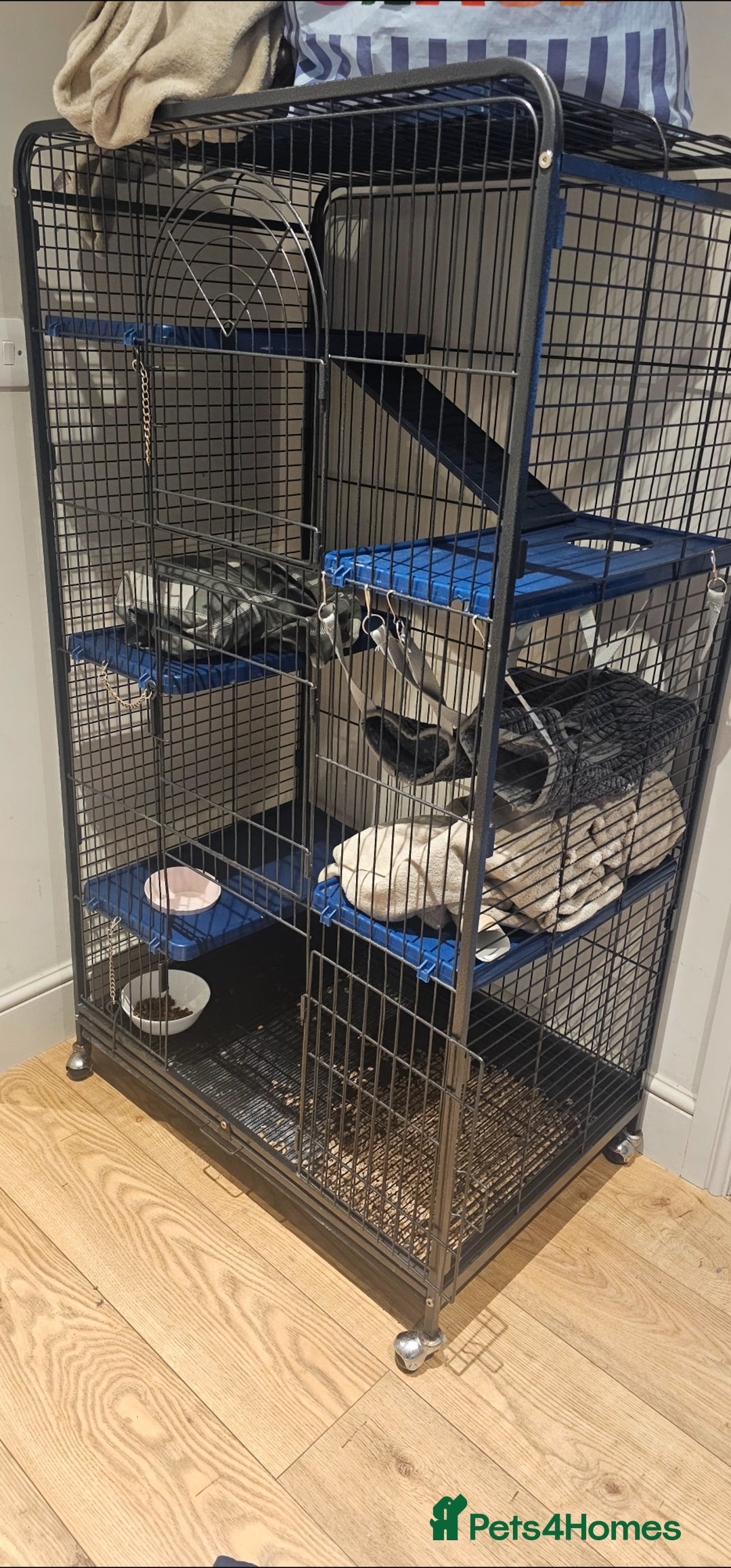 Ferret rodents for sale: 2 female ferrets  - Advert 4