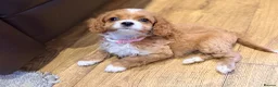 Cavapoo dogs for sale: Exceptional F1 Toy Cavapoos-Health Tested Parents - Advert 18