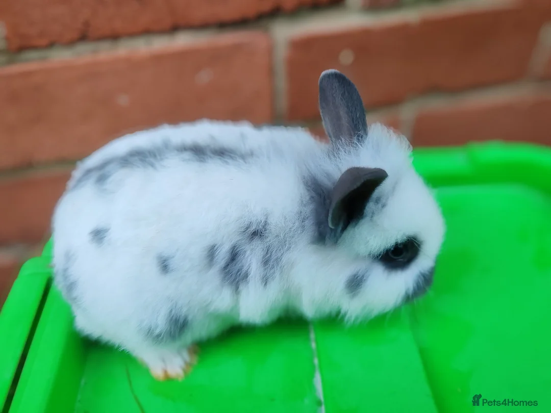 Lionhead rabbits for sale: Lionhead rabbit babies  - Advert 13