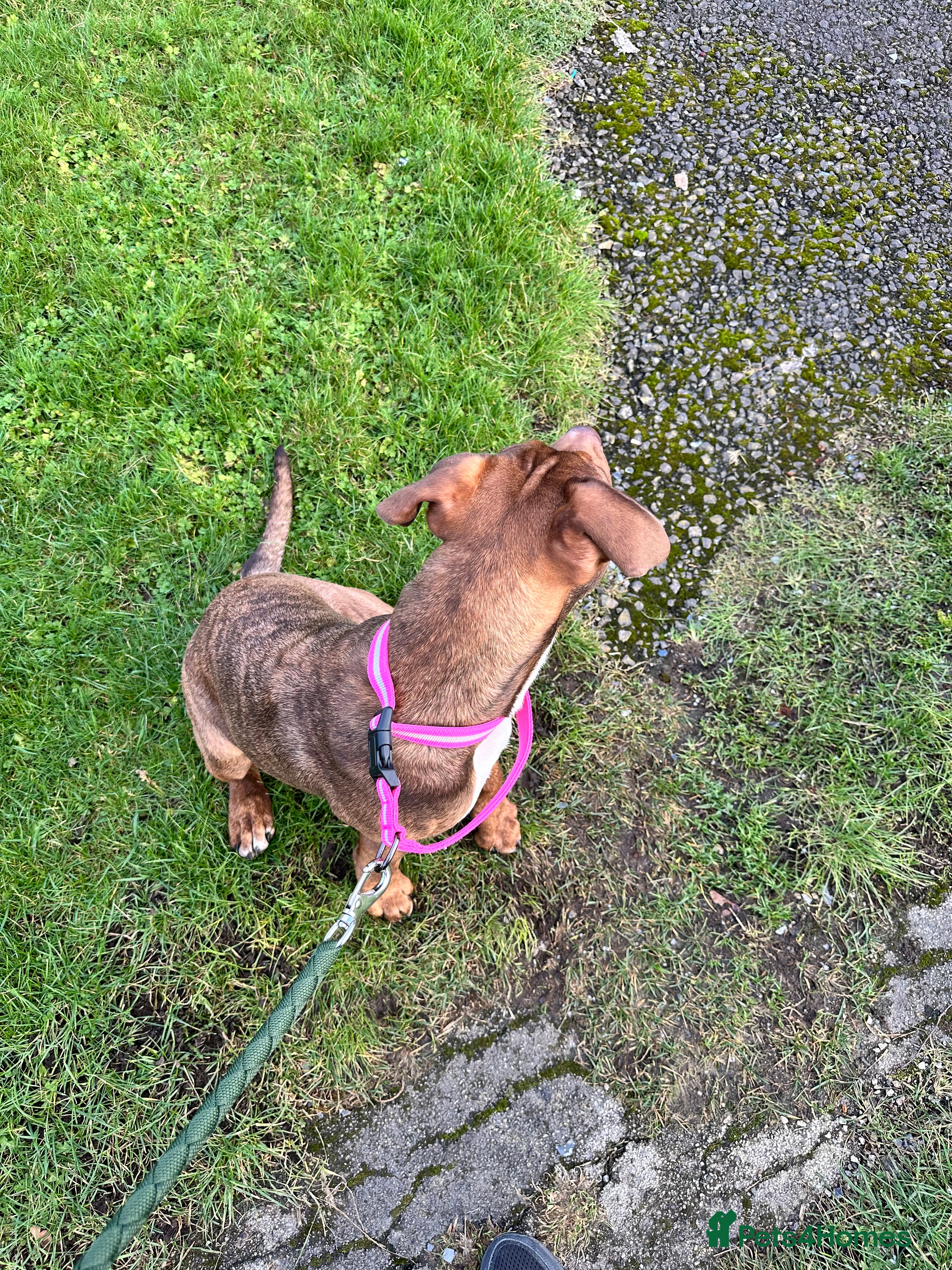 Presa Canario dogs Dog for sale - Advert 1