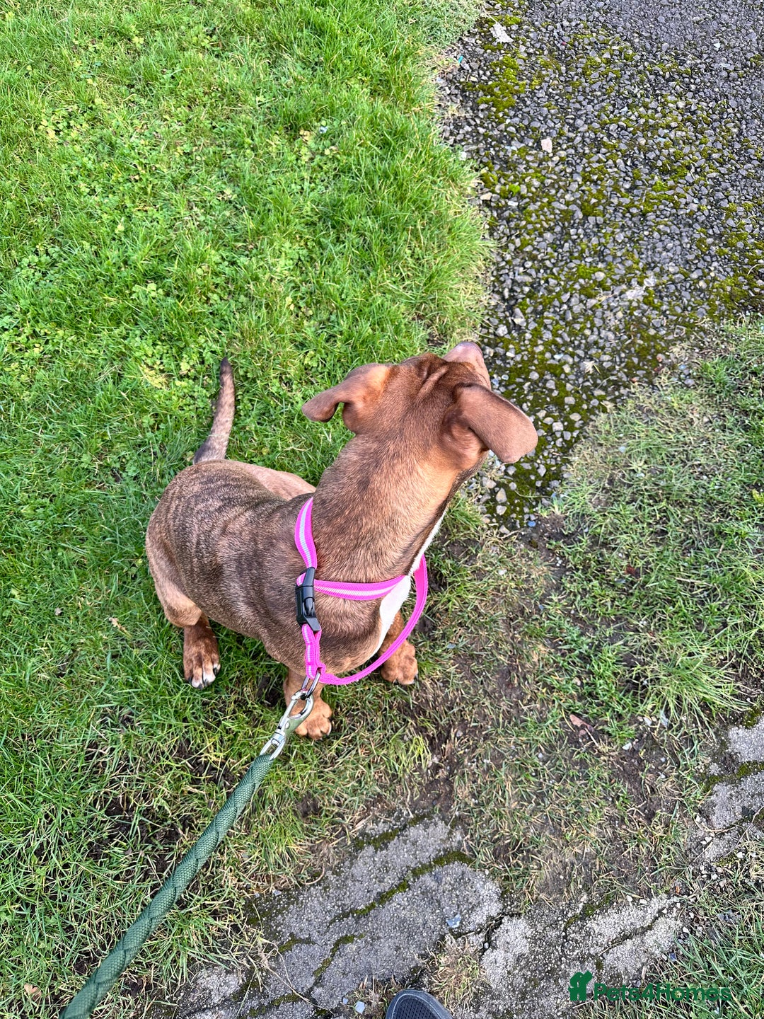 Presa Canario dogs for sale: Dog for sale - Advert 1