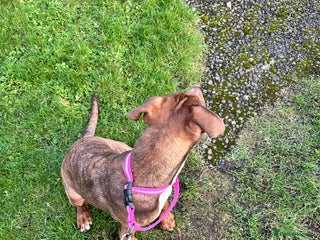 Presa Canario dogs Dog for sale - Advert 12