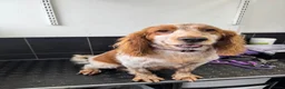 Cocker Spaniel dogs for sale:  Beautiful Cocker Spaniel show type pups  - Advert 7